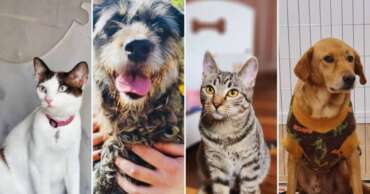 Shopping promove evento de adoção de cães e gatos em SP; saiba